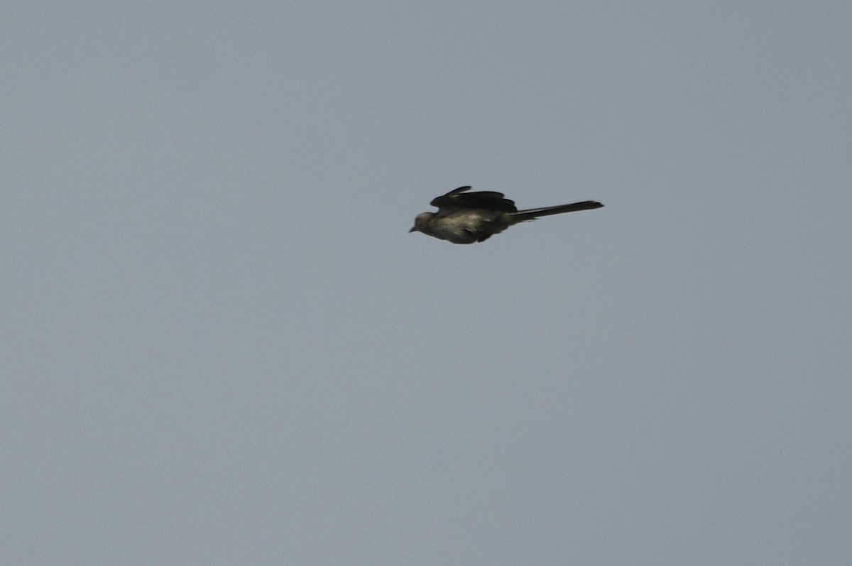 Northern Mockingbird - ML638322673