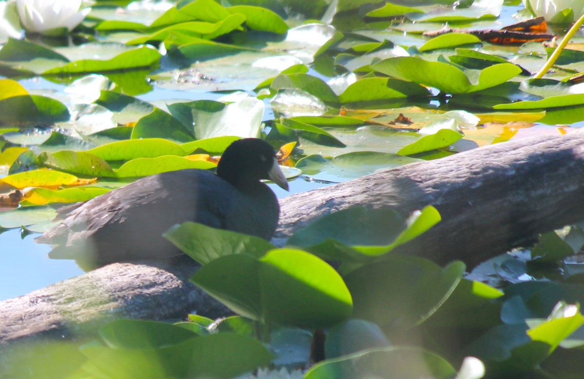 American Coot - ML638322675