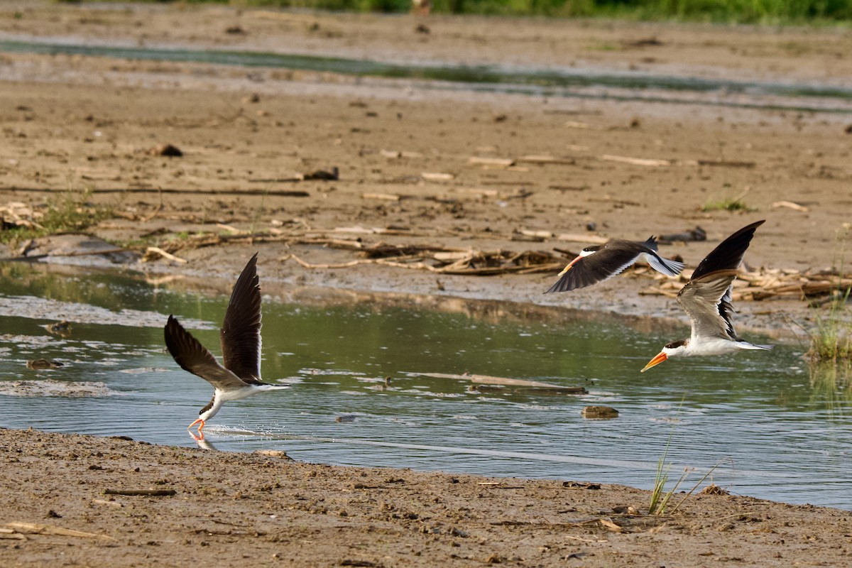 African Skimmer - ML638322676