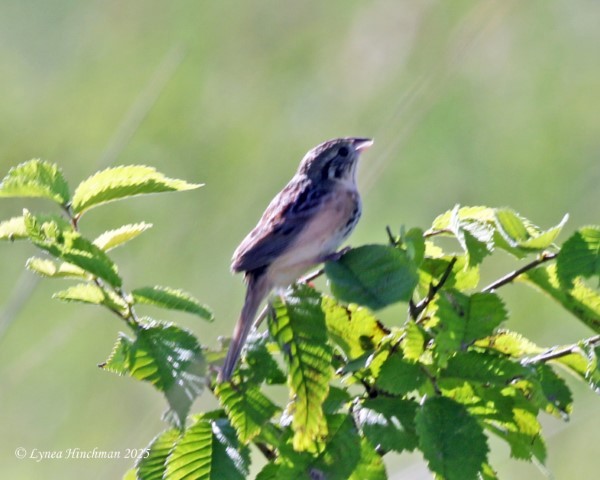 Henslow's Sparrow - ML638322677