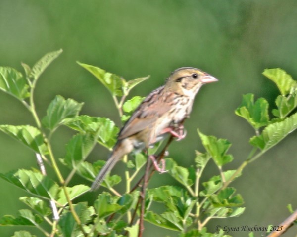 Henslow's Sparrow - ML638322678