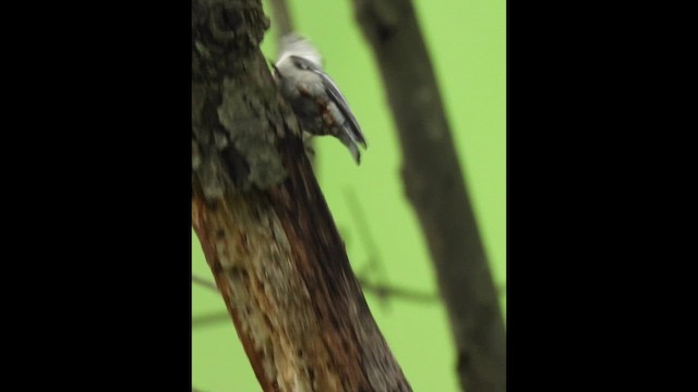White-breasted Nuthatch - ML638322679