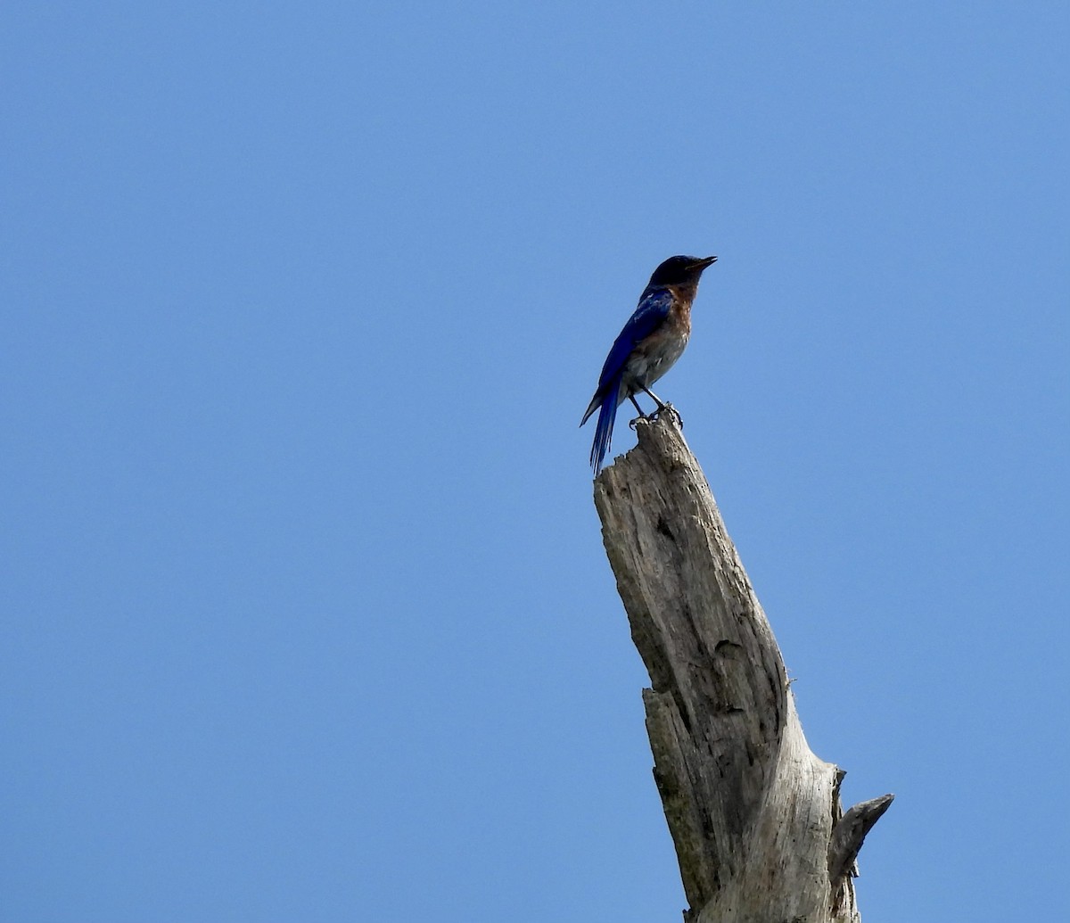 Eastern Bluebird - ML638322681