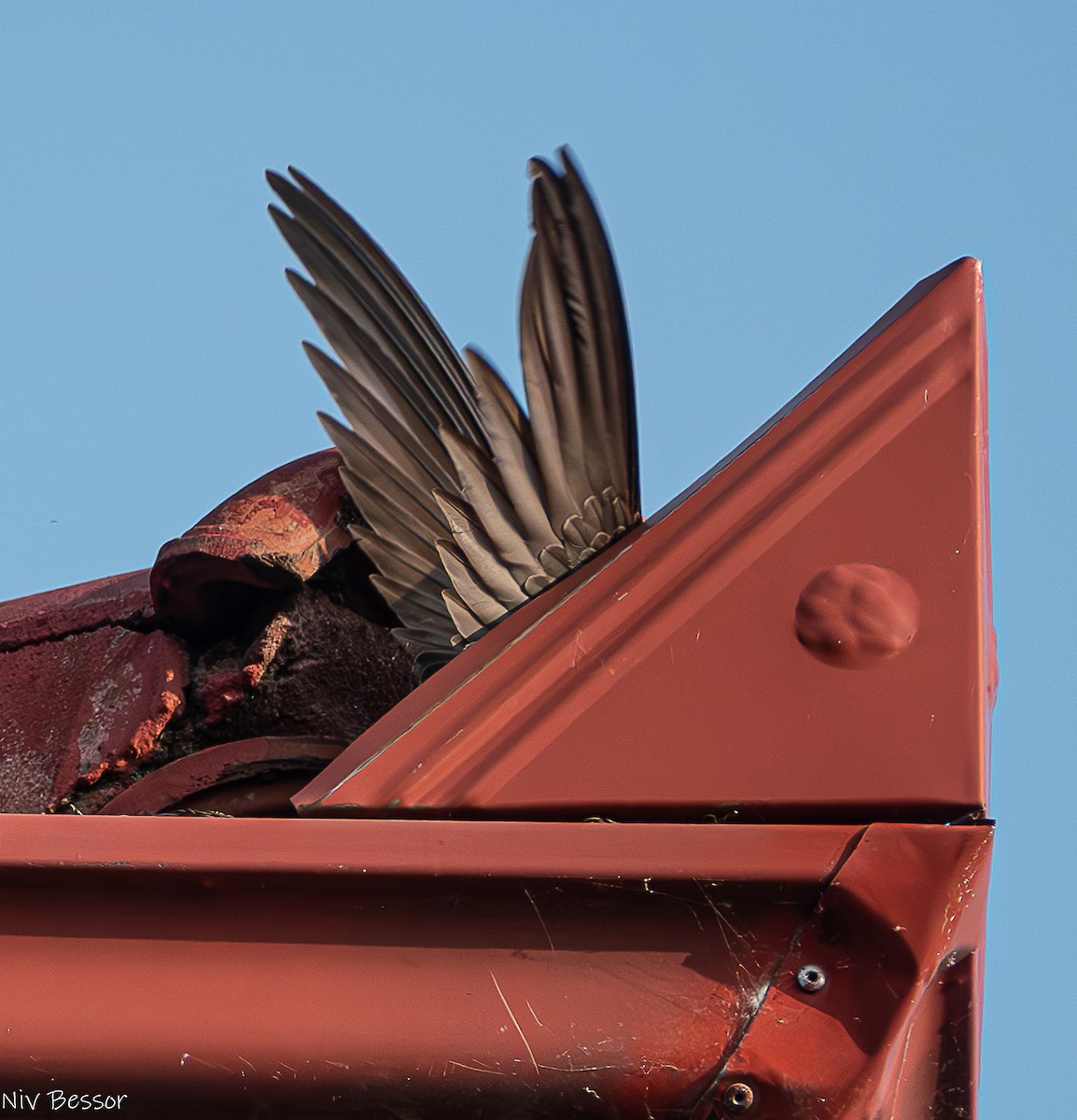 Common Swift - ML638322693