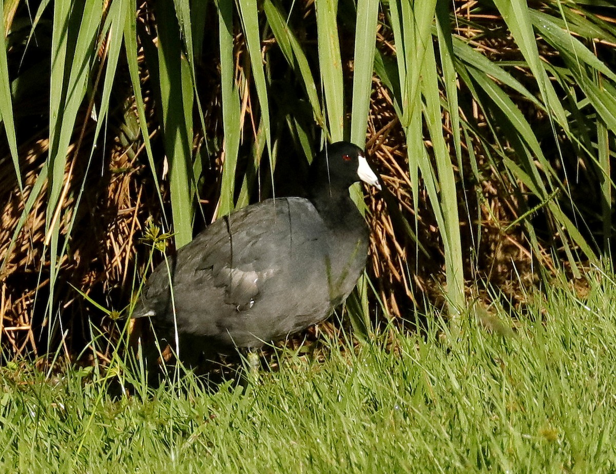 American Coot - ML638322698