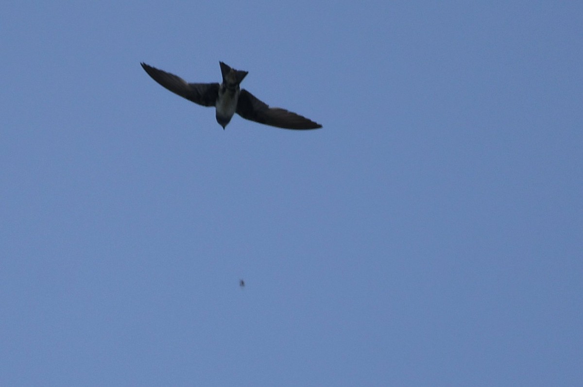 Purple Martin - ML638322711