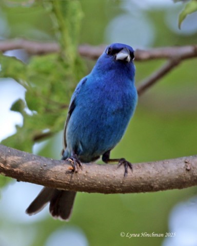 Indigo Bunting - ML638322717