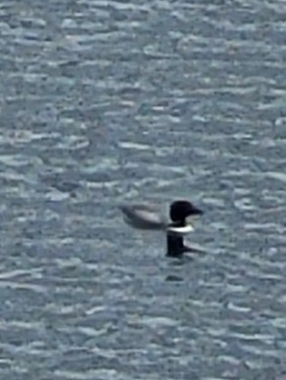 Common Loon - ML638322740