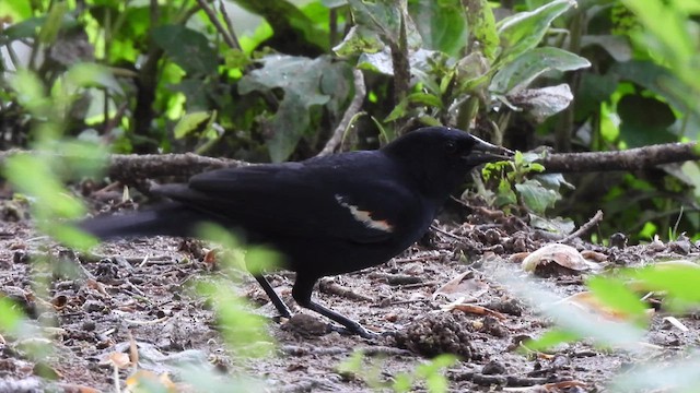 Red-winged Blackbird - ML638322744