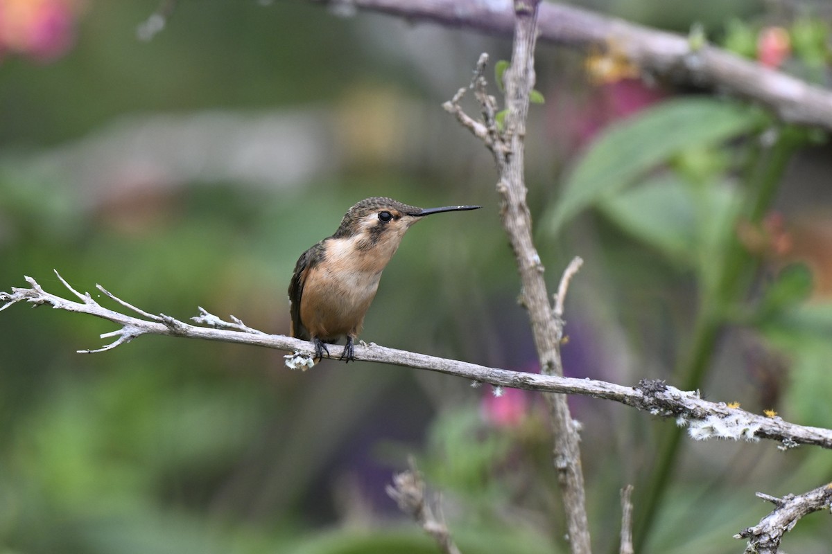 Colibri bourdon - ML638322746