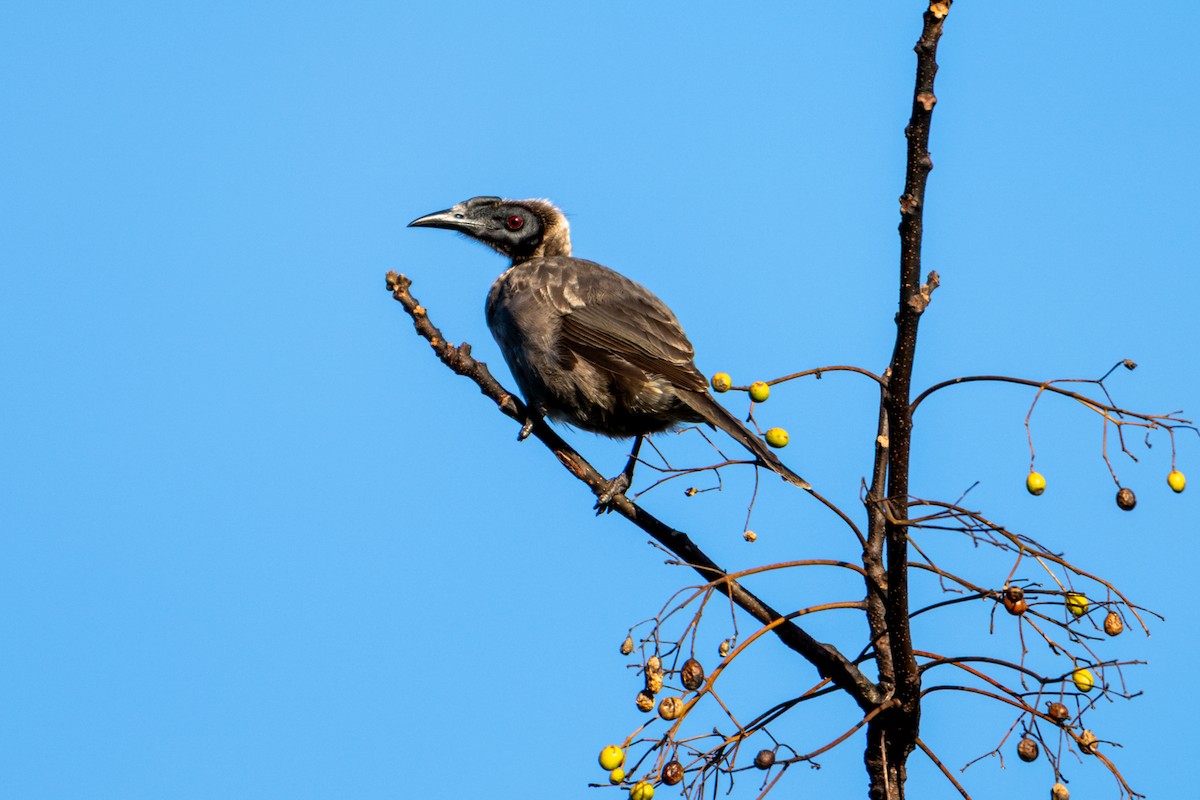 Helmeted Friarbird (Hornbill) - ML638322748