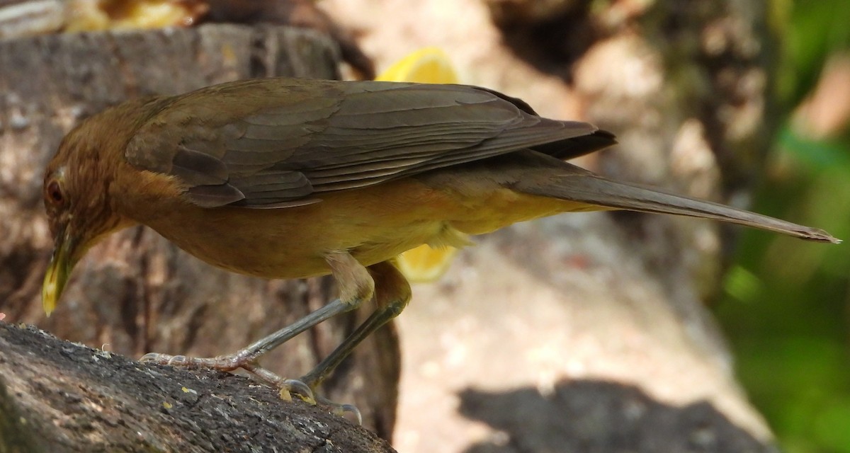 Clay-colored Thrush - ML638322752
