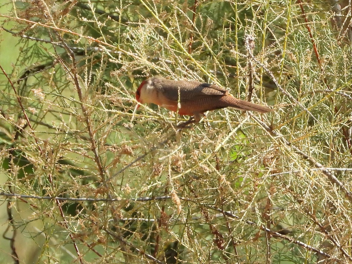 Common Waxbill - ML638322754