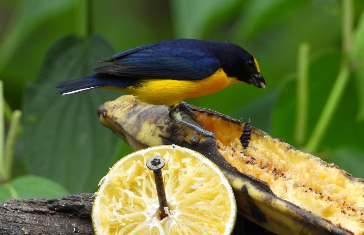 Yellow-throated Euphonia - ML638322762