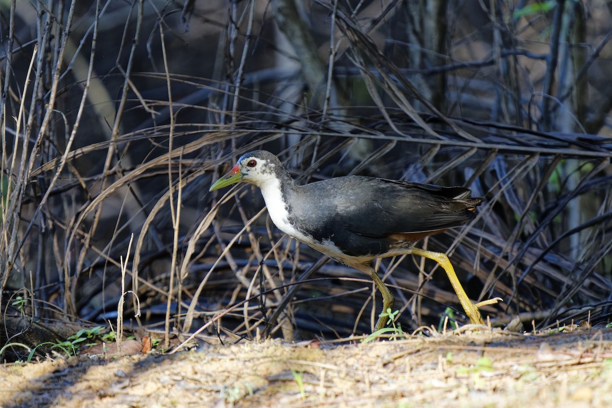 White-breasted Waterhen - ML638322763