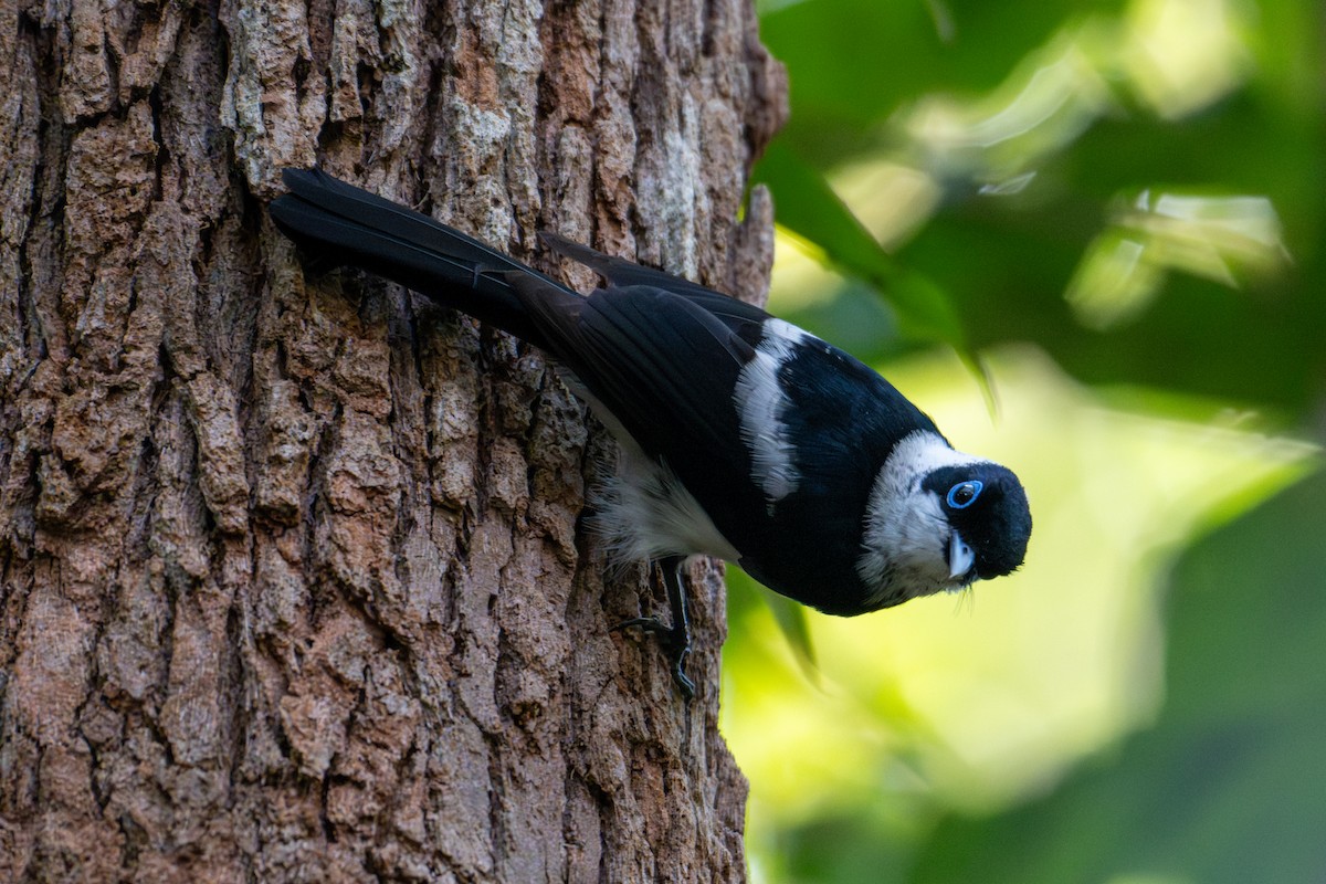 Pied Monarch - ML638322766