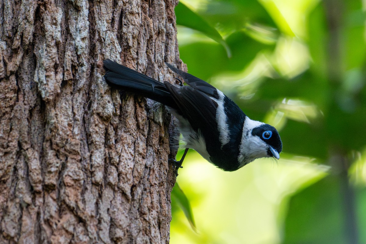 Pied Monarch - ML638322767