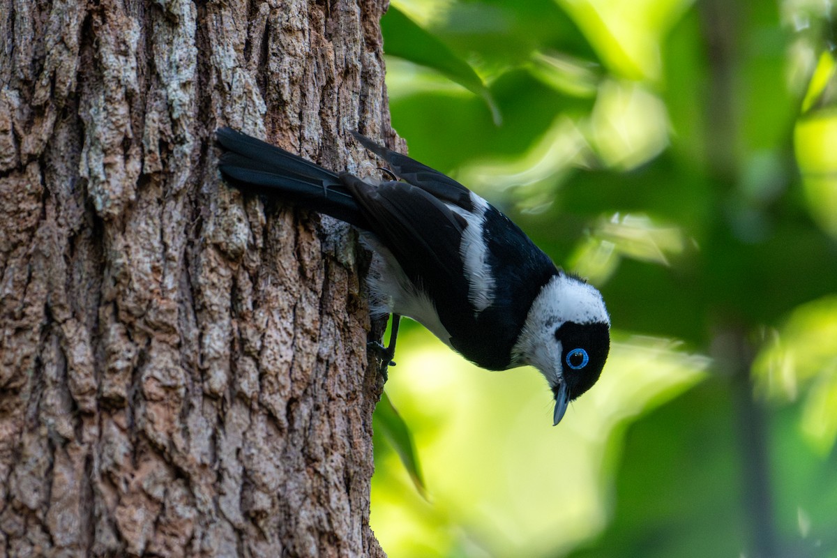 Pied Monarch - ML638322768
