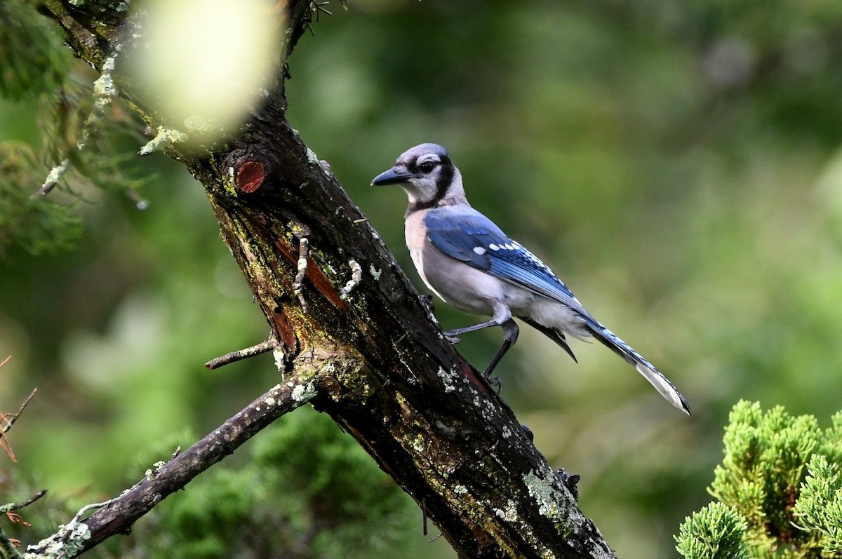 Blauhäher - ML638322775