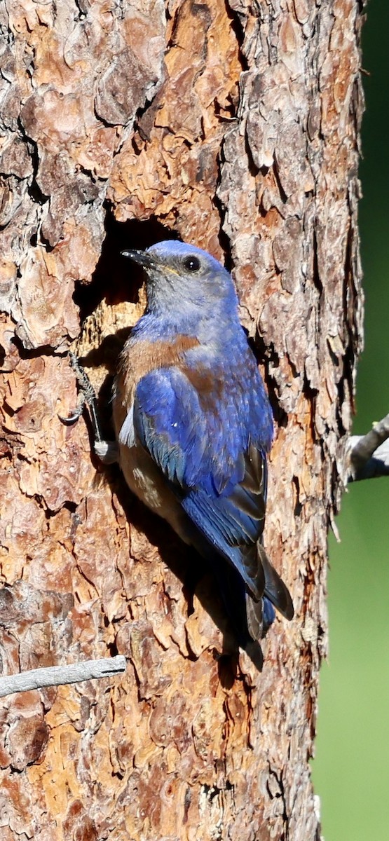 Western Bluebird - ML638322776