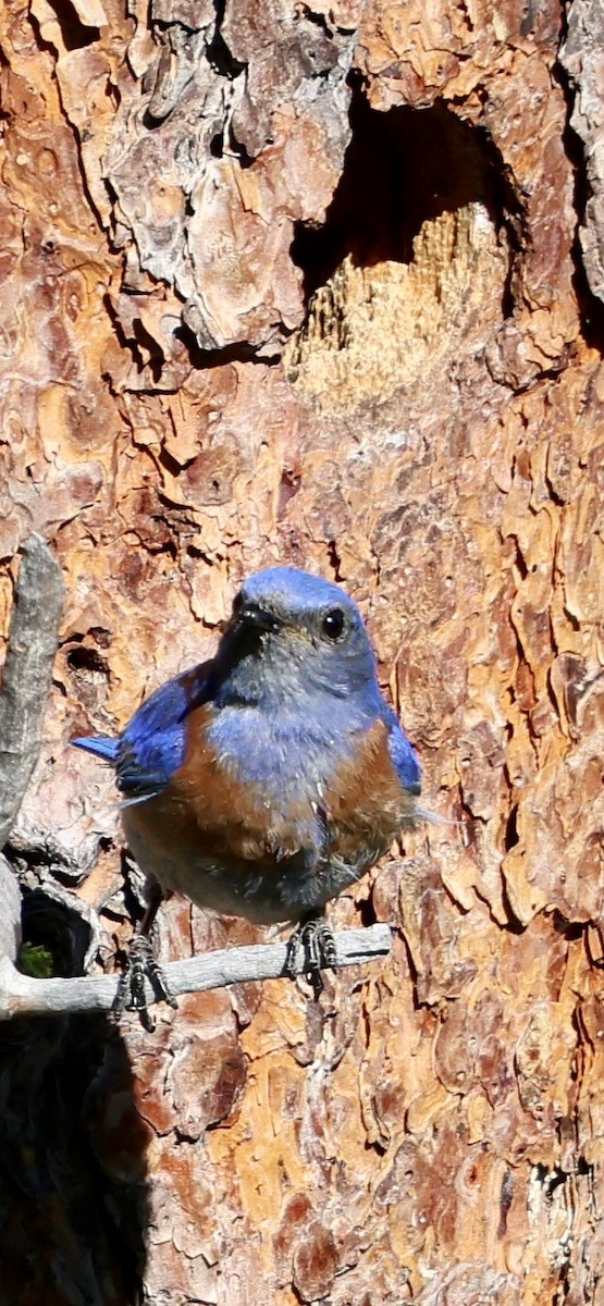 Western Bluebird - ML638322777