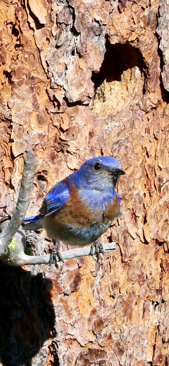Western Bluebird - ML638322778