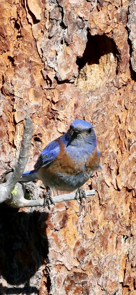 Western Bluebird - ML638322779