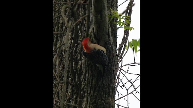 Red-bellied Woodpecker - ML638322790