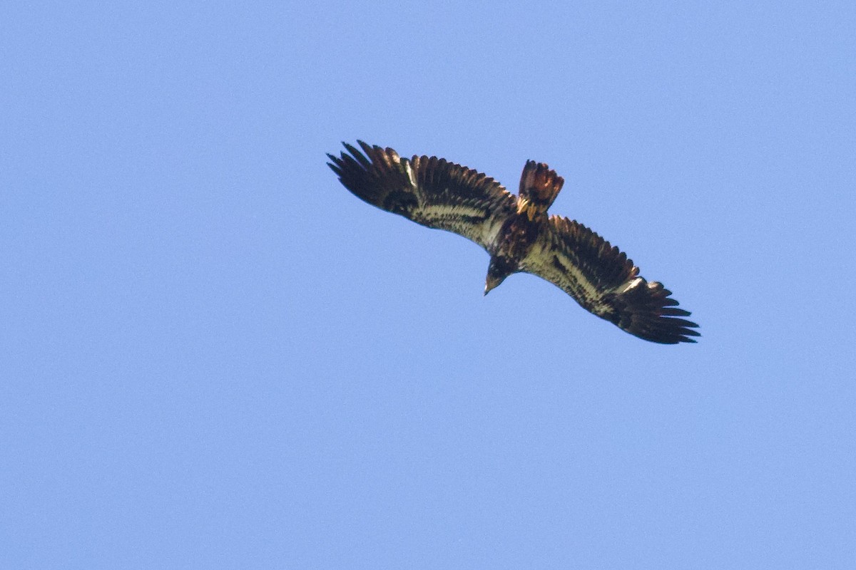 Ak Başlı Kartal - ML638322791