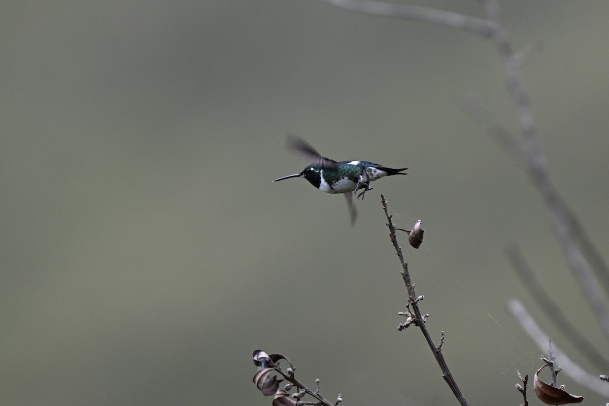hvitbukkolibri - ML638322792