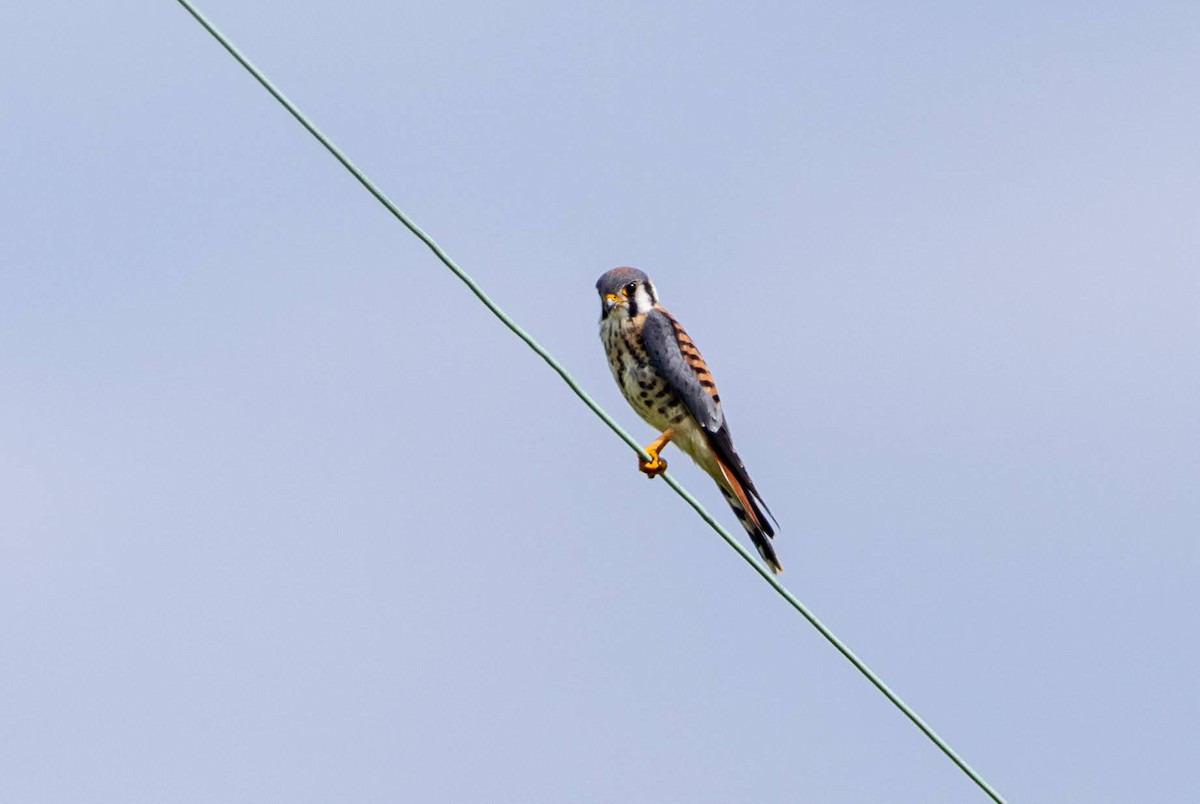 American Kestrel - ML638322809