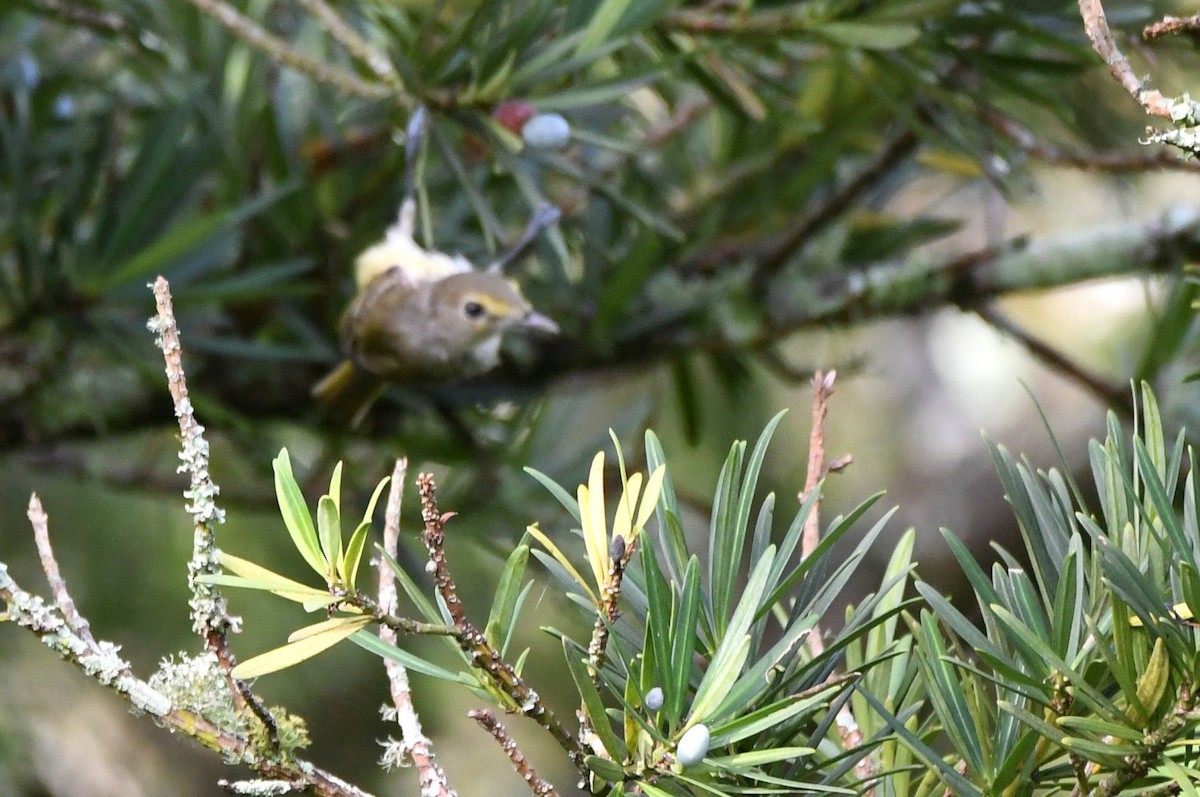 White-eyed Vireo - ML638322810