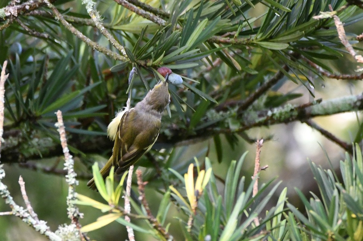 White-eyed Vireo - ML638322811