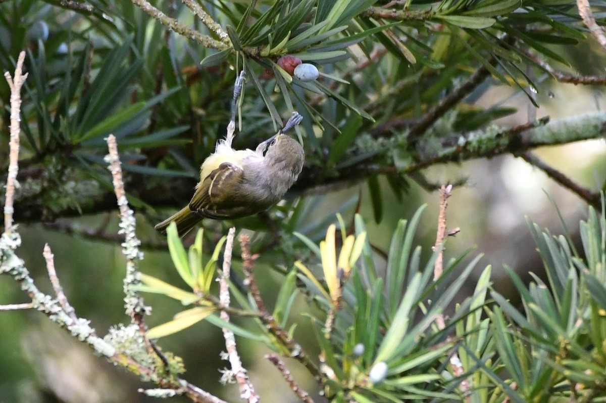 White-eyed Vireo - ML638322813