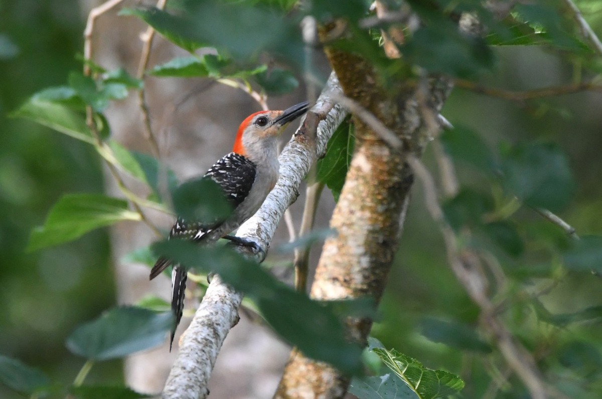 Red-bellied Woodpecker - ML638322821