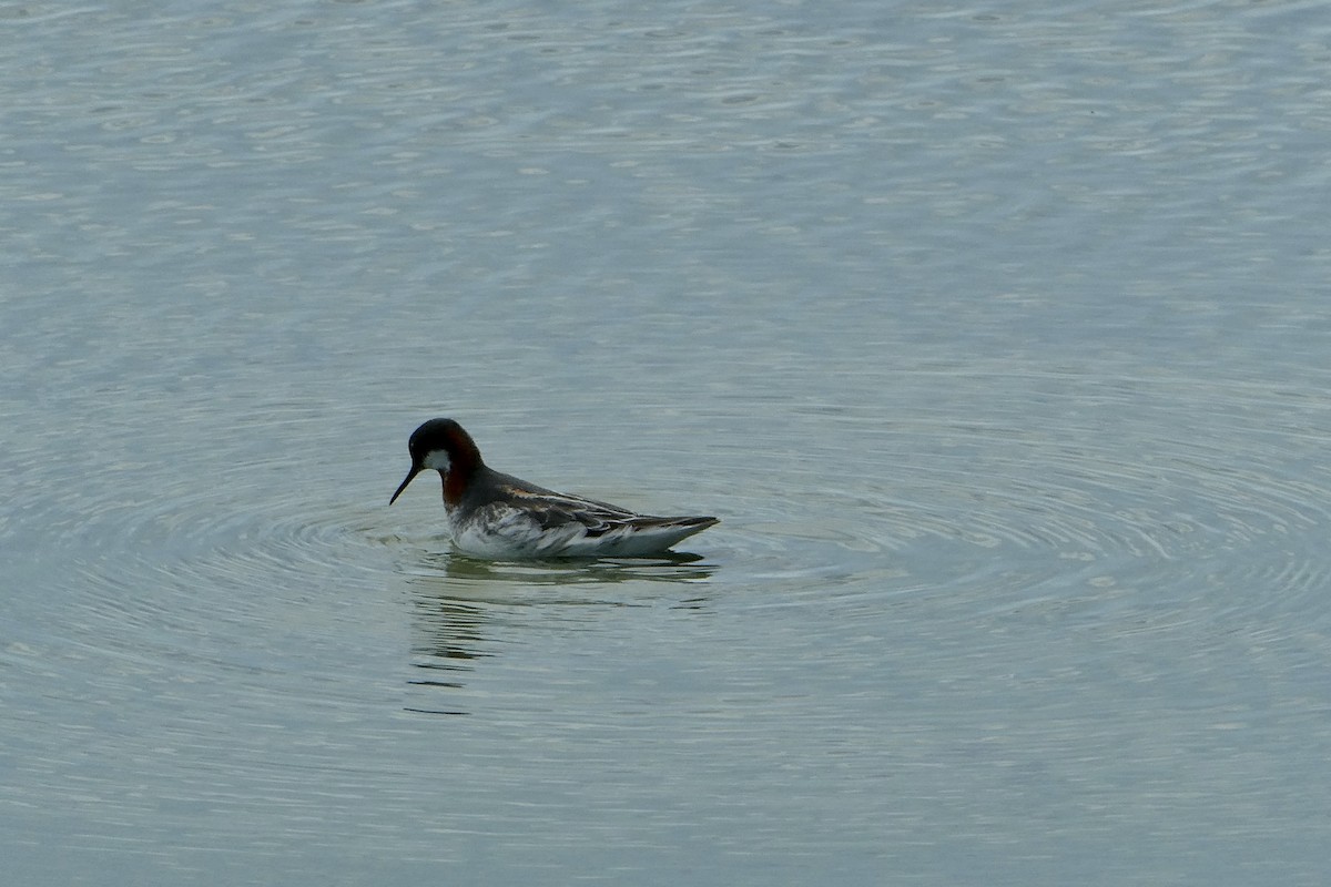 Phalarope à bec étroit - ML638322828