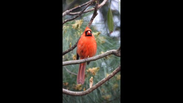 Northern Cardinal - ML638322834