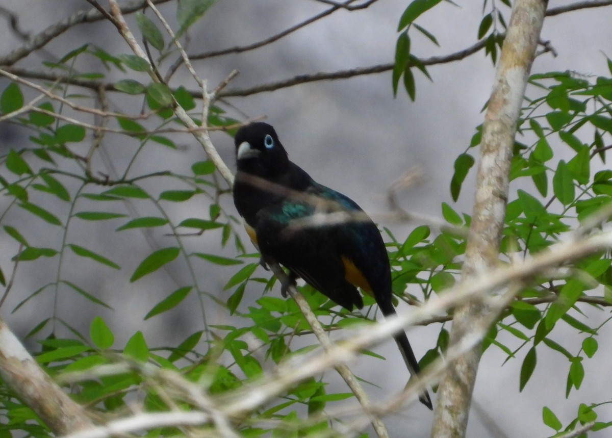 Schwarzkopftrogon - ML638322844