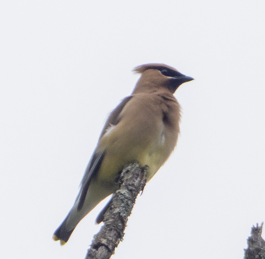 Cedar Waxwing - ML638322845