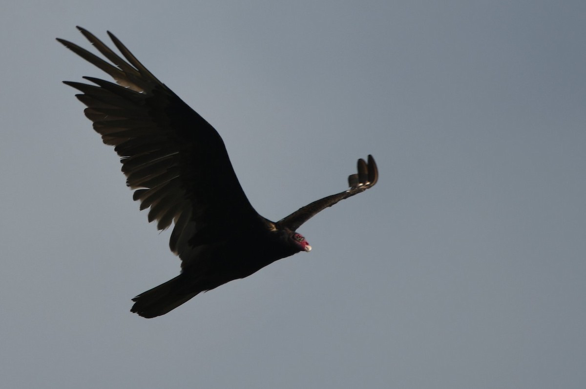 Turkey Vulture - ML638322846