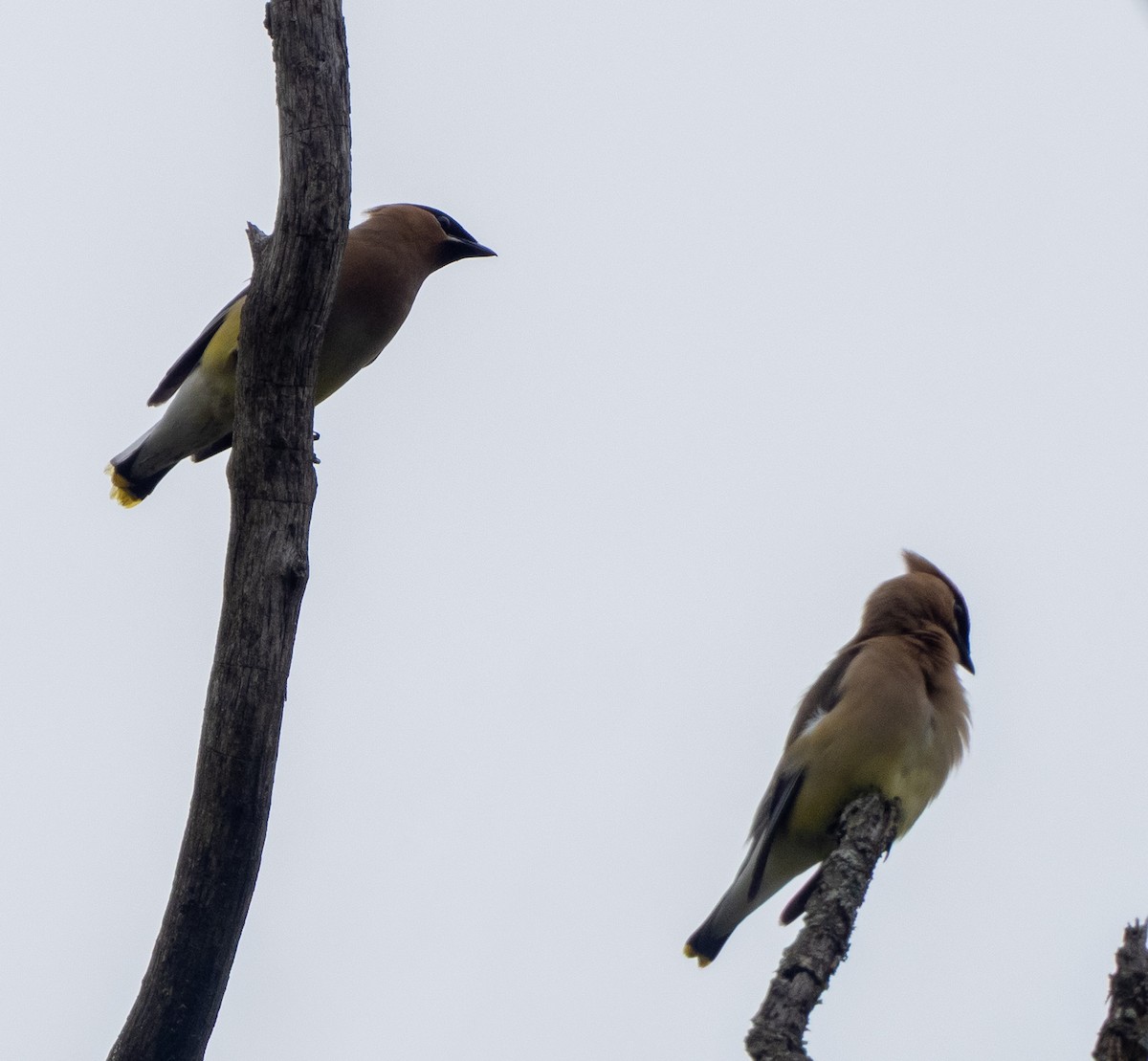 Cedar Waxwing - ML638322858