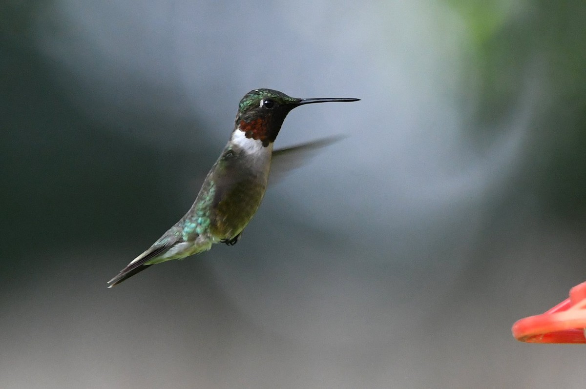 Ruby-throated Hummingbird - ML638322875