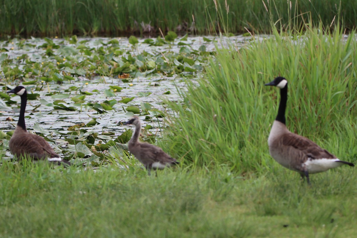 Canada Goose - ML638322880