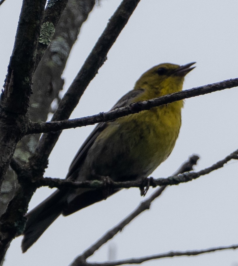 furuparula - ML638322886