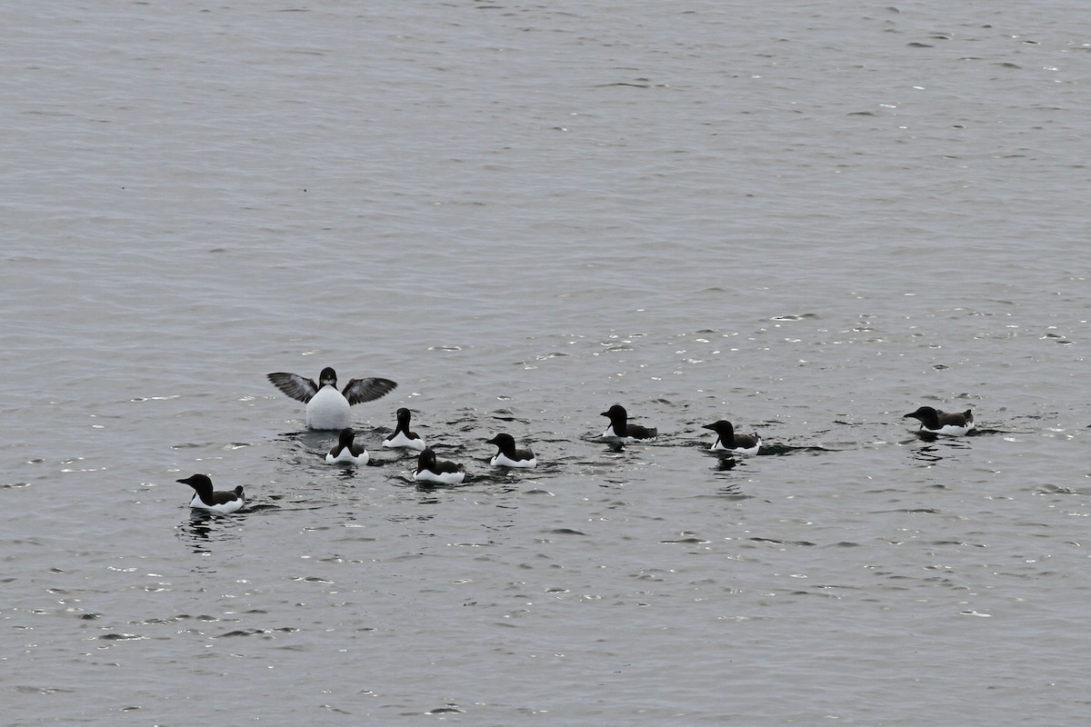 Thick-billed Murre - ML638322888