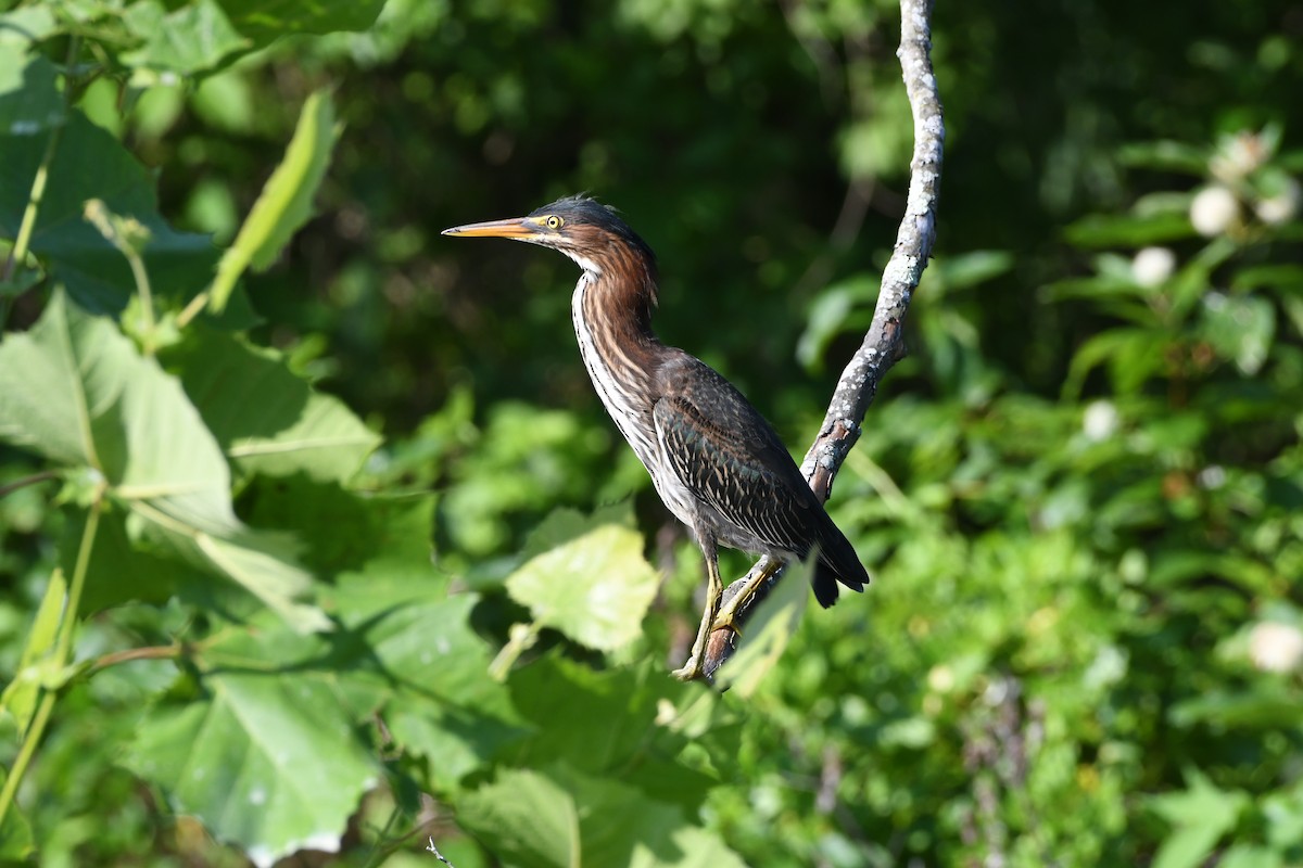 Green Heron - ML638322894