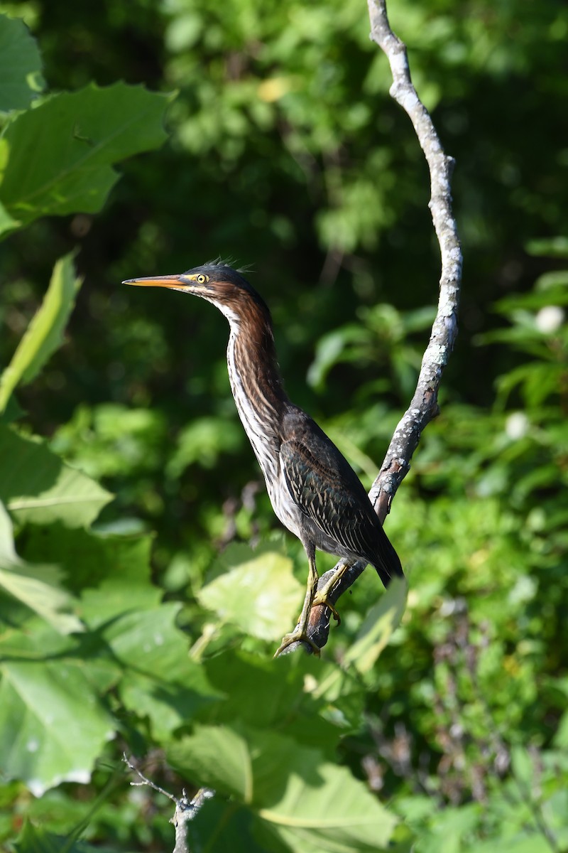 Green Heron - ML638322895