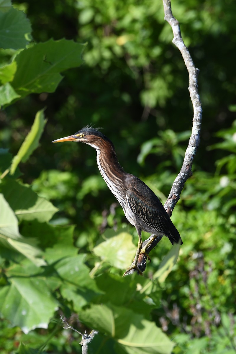 Green Heron - ML638322896