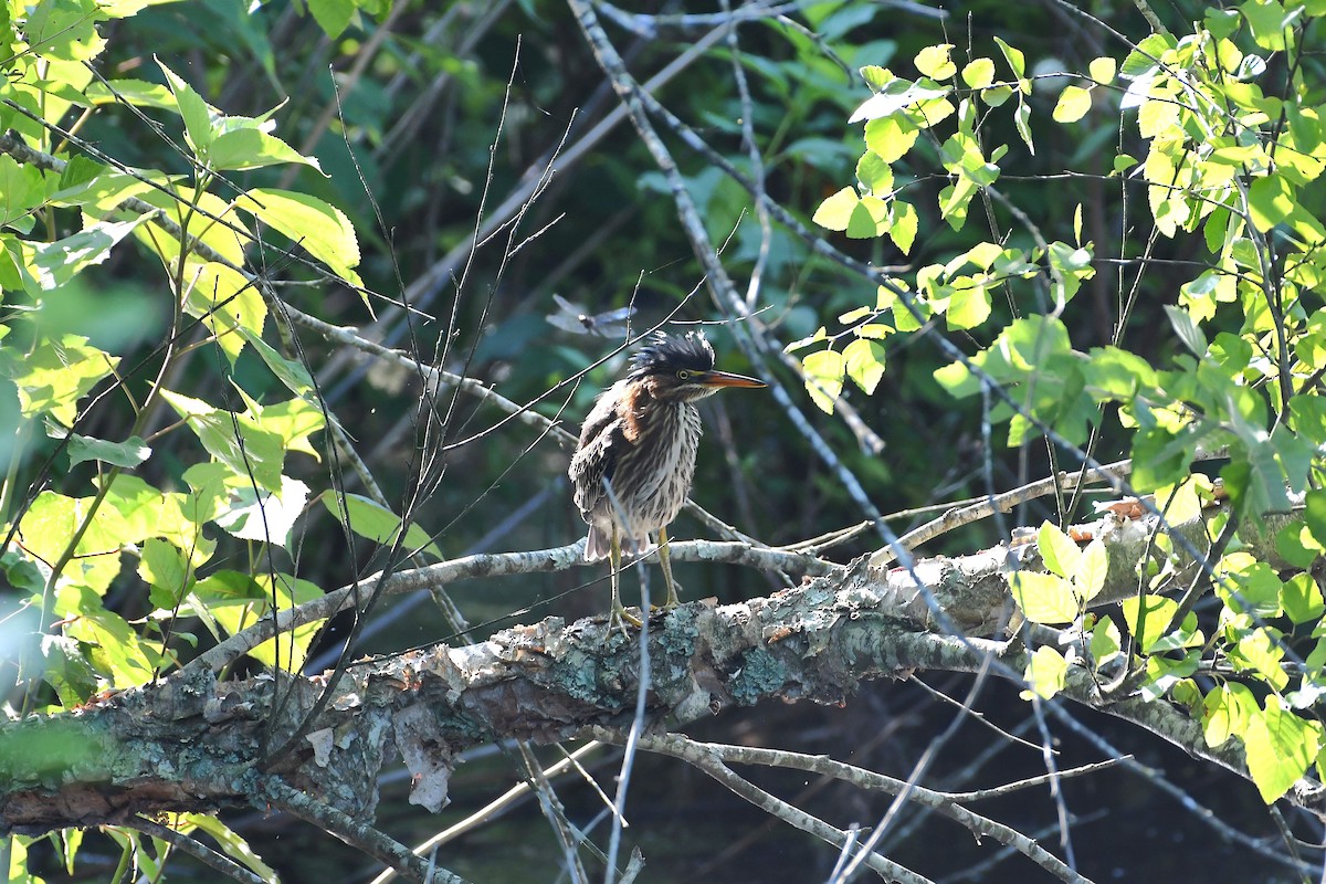 Green Heron - ML638322898