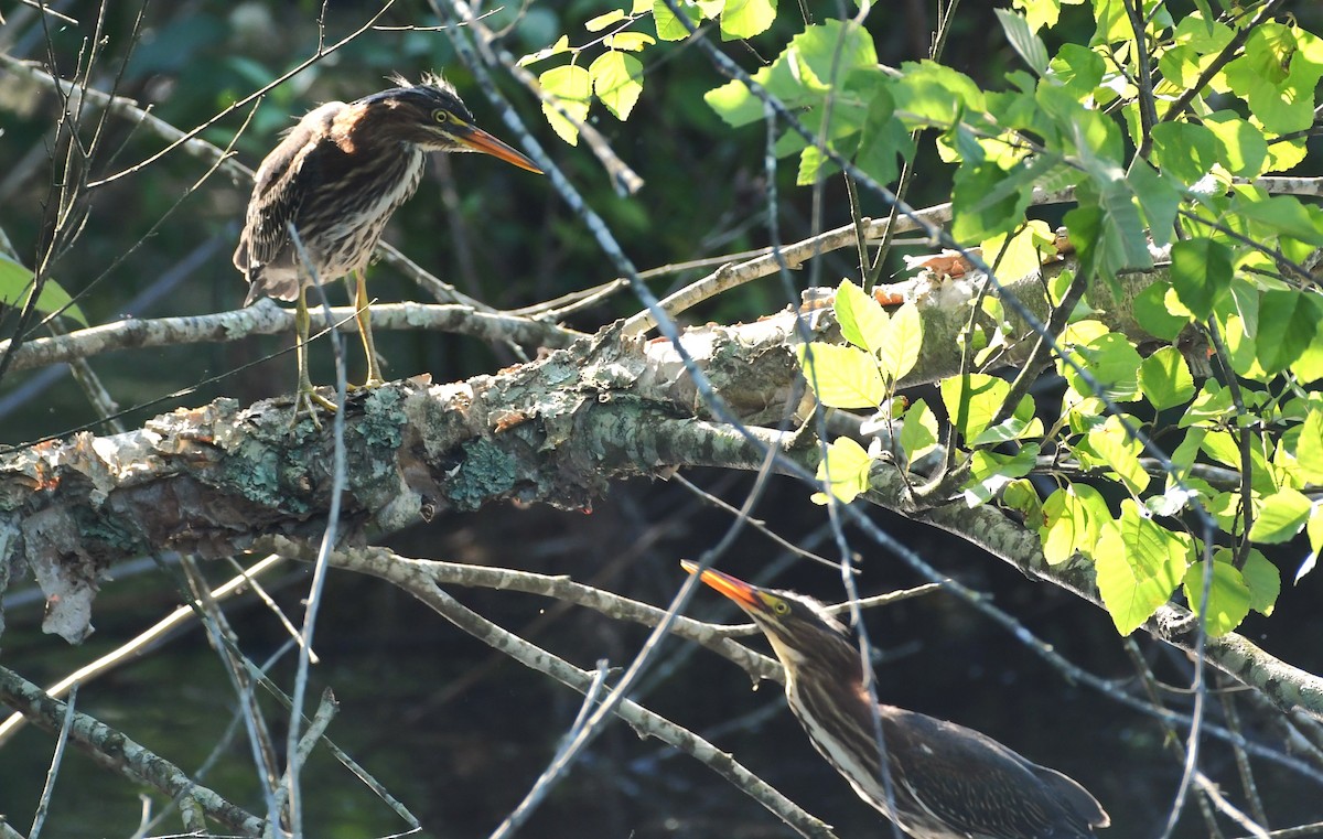 Green Heron - ML638322901